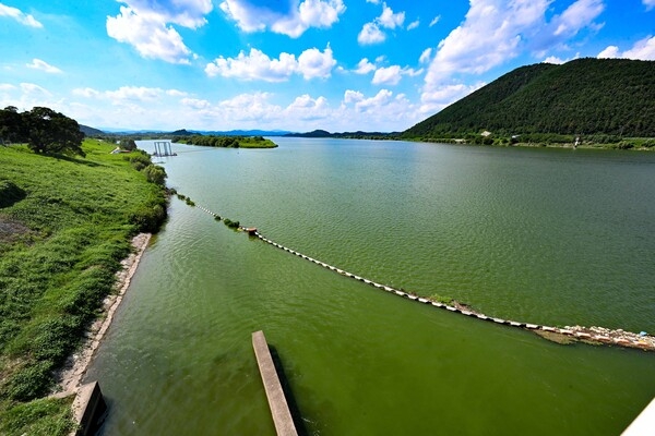 2025년 8월 창녕함안보 상류 지점 강물이 초록색으로 변해 있는 모습 /경남도민일보 DB